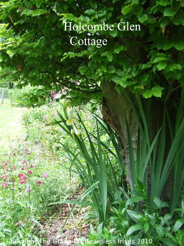 Holcombe Glen Cottage NGS 3.6.2007 (15)